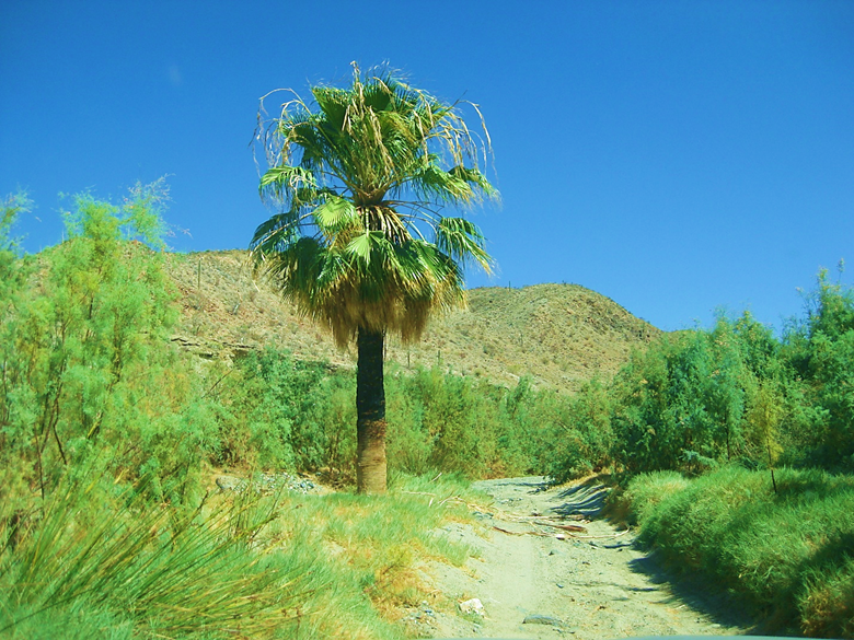 A dirt path next to a tree