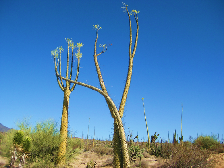A group of palm trees on a sunny day