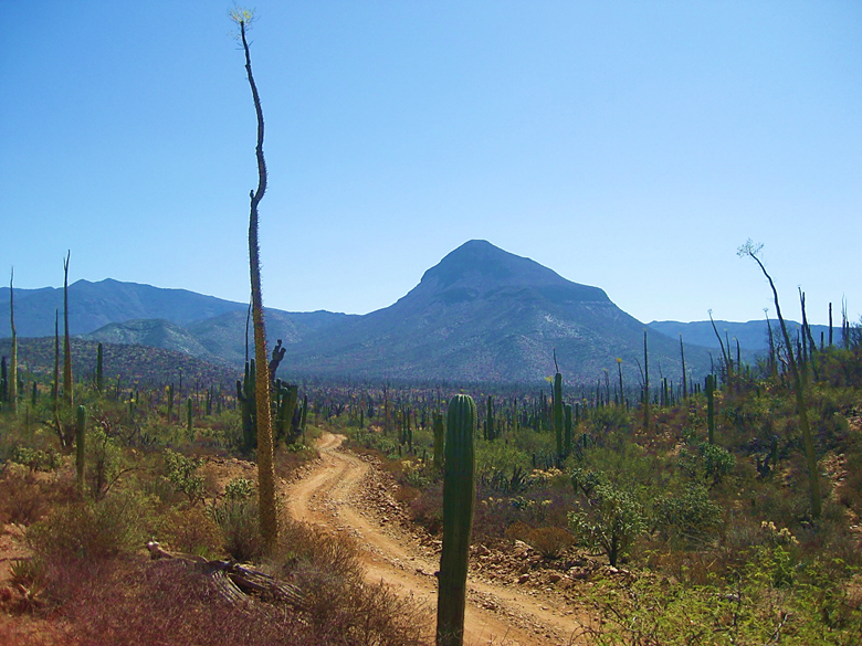 A tree with a mountain in the background