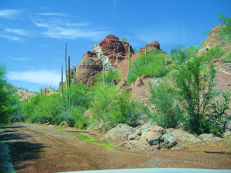 A tree with a mountain in the background Description automatically generated