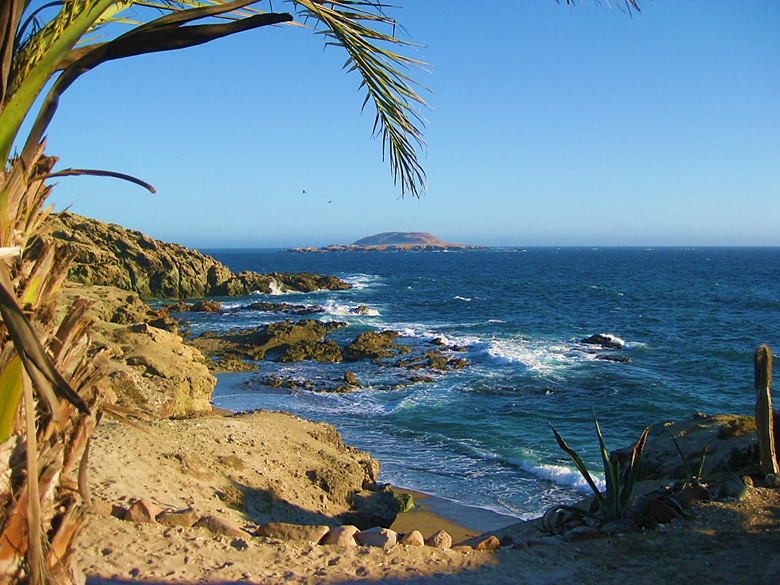 A tree next to a body of water Description automatically generated