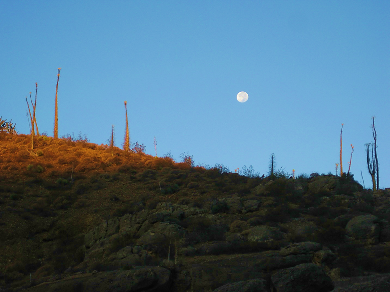 A picture containing outdoor, grass, field, man Description automatically generated